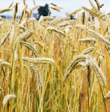 Populārā rudzu šķirne 'Kaupo'.