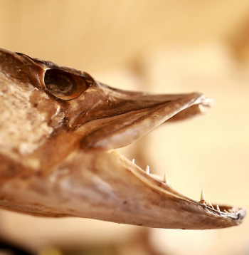 Kas gan varētu būt prasmīgāki līdaku trofeju galvu kaltēšanā par mūsu vectēviem? 