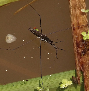 Garās kājas ūdensmērītājiem ļauj attīstīt lielu ātrumu.