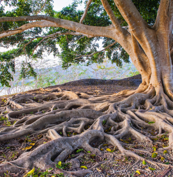 Vecas audzes meža iznīcināšana nav tikai atsevišķu diženu koku iznīcināšana, bet gan totāls kādas senas republikas krahs, un šī republika ar saviem starpsugu līgumiem un tajos noteikto savstarpējās pašpalīdzības un kompromisu normu nepieciešama Zemes izdzīvošanai tajā veidā, kādā cilvēce to pazīst.