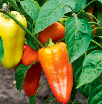 Paprika. Ilustratīvs attēls.