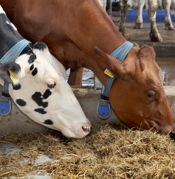 Ēdināšanai ir nepārvērtējama nozīme ganāmpulka veselības un produktivitātes nodrošināšanā