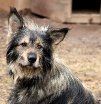 Suns pie ķēdes. Ilustratīvs attēls.