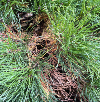 Kalnu priedītes vecās skujas sabirst vainaga vidū.