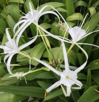 Ismēnes jeb himenonekallas.