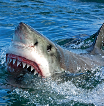 Haizivs. Ilustratīvs attēls.