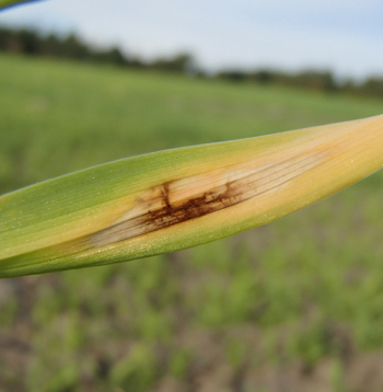 Miežu lapu tīklplankumainība rudenī.