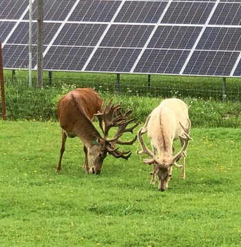 Modernās saimniecībās ir gan izcili bioloģiski audzēti dzīvnieki, gan bezizmešu enerģija no Saules.