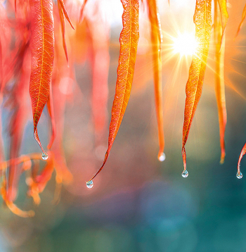 Ja Katrīnas dienā līst, Andreja dienā būs salna.