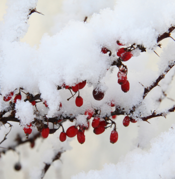 Ziema. Sniegs. Ilustratīvs attēls.