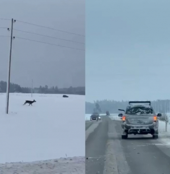 Mednieku sabiedrība šokā. Nofilmē, kā no braucoša auto šauj briežus.