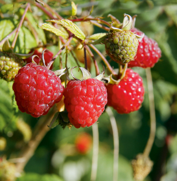 Rudens avenes ražo līdz pat pirmajām salnām.