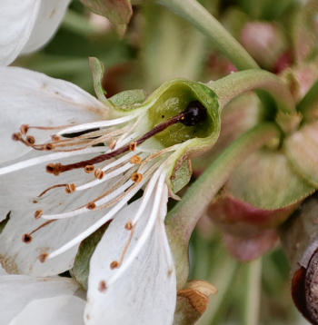 Salnās bojātie saldo ķiršu ziedi.
