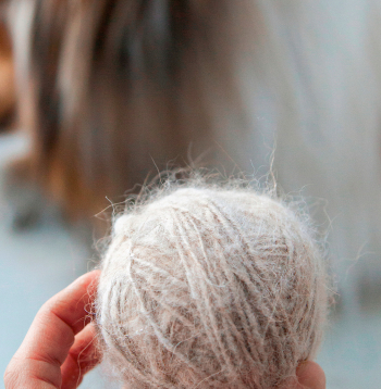 Savu īpašību dēļ suņu vilna neatpaliek no aitas vai kazas vilnas un dažā ziņā ir pat vērtīgāka.