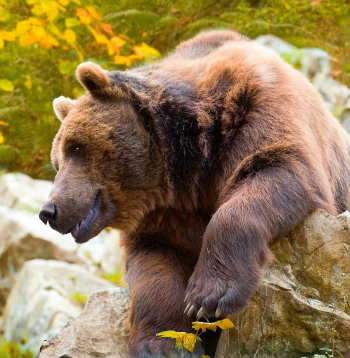Risks, ko jau laikus saskata zinātnieki, ir lāču mātīšu nevēlēšanās migrēt tālāk par ierasto teritoriju.