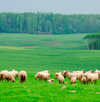Vislabākās ir ganības ar kaļķiem bagātu sausu augsni un labu stiebrzāļu un tauriņziežu zelmeni.