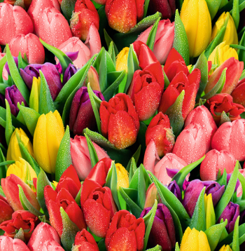 Tulpes. Ilustratīvs attēls.