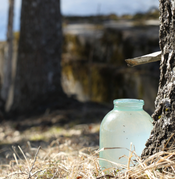 Katrs iedzīvotājs valsts mežu teritorijā drīkst ieurbt tikai vienu urbumu, kas pēc sulu tecināšanas beigām obligāti jāaiztaisa ciet.