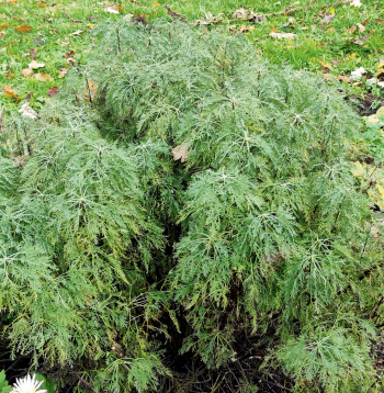 Dievkociņš (latīniskais nosaukums – Artemisia abrotanum) ir spēcīgas ietekmes ārstniecības augs.