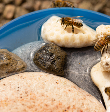 Dzirdinātavas var izdomāt dažādas, piemēram, traukā salikt akmeņus, pa kuriem bites lodās un padzersies.