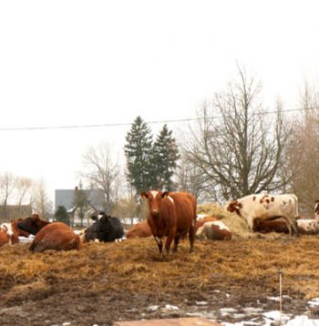 Ilustratīvs attēls. Ilustratīvs attēls.