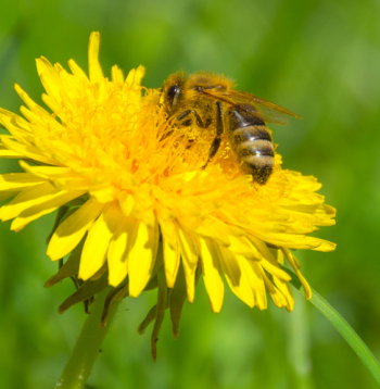 Patlaban svarīgākais darbs ir pārbaudīt, vai bitēm netrūkst barības.