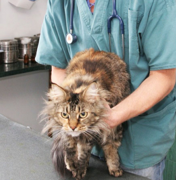 Veterinārārsts. Ilustratīvs foto. 