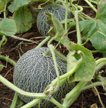 Melones labāk aug no vēja aizsargātās, saulainās vietās.