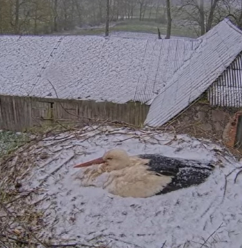 Stārķu pāris Mamma un Tuks tās cītīgi perē, spītējot sniegotajiem un vējainajiem laikapstākļiem.