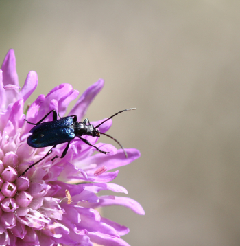 Koksngrauzis. Pavasaris. 