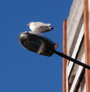 Kaija uz laternas pie daudzstāvu nama. 
