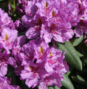 Rododendri.