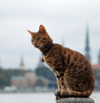 Ar stingrākām likumdošanas normām vēršas pret nekontrolētu mīļdzīvnieku pavairošanu kā peļņas rūpalu. Ilustratīvs attēls.