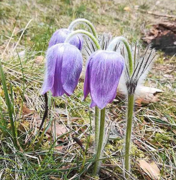 Viens no aizsargājamiem augiem, kura augšanas apstākļi, atjaunojot aizsargājamās dzīvotnes, ir tikuši uzlaboti, ir meža silpurene.