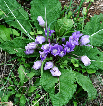 Mandragora.