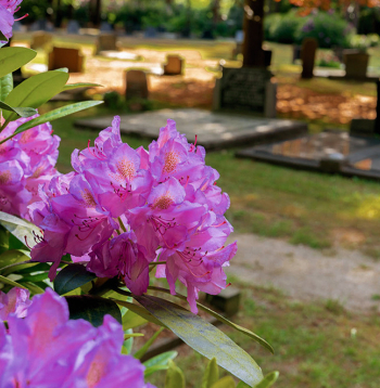 Lai rododendri ziedētu, vislabākais ir viegls noēnojums visu dienu.
