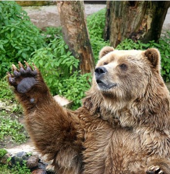 Latvijā dzīvojot apmēram 80 lāču. Attēlā: brūnais lācis Rīgas Zooloģiskajā dārzā.