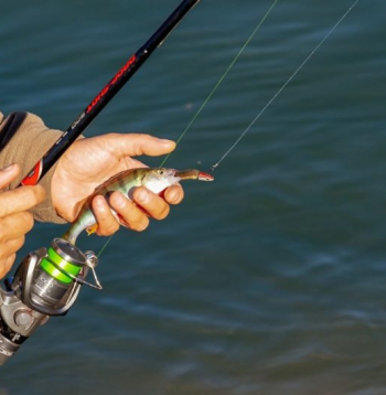 Vai tiešām zivīm ūdenī vienmēr ir tik labi kā mēs, makšķernieki, to domājam?