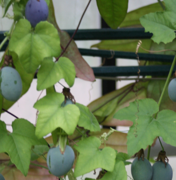 Pasiflora, Passiflora incarnata.