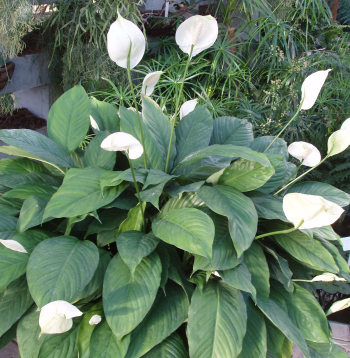 Spatifīla, Spathiphyllum wallisii.