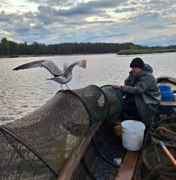 Ilmāram Prauliņam zvejas diena sākas agri un ilgst pāris stundas, kamēr
pārbauda visus vienpadsmit murdus. Lai gan lomi sarūkot, ik gadu
viņa uzņēmums pārstrādā ap tonnu Carnikavas un tikpat iepirkto Daugavas, Ventspils un Pāvilostas nēģu.
