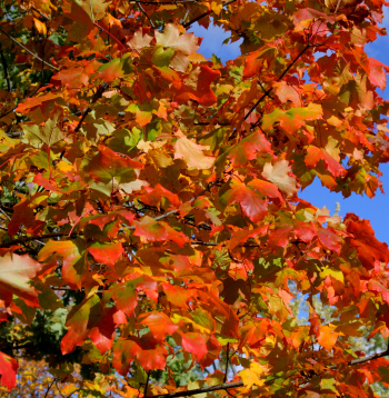 Rudens. 