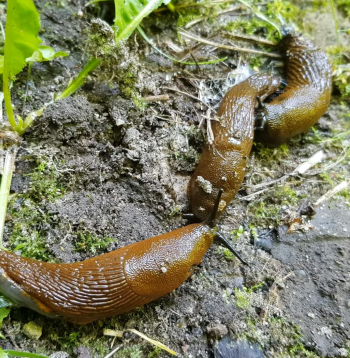 Spānijas kailgliemeži (Arion lusitanicus).