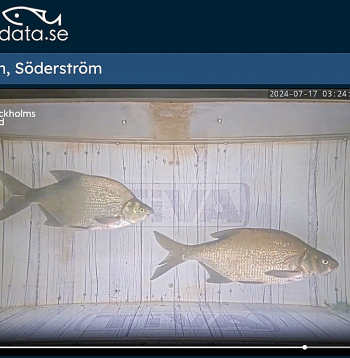 Neredzams no ārpuses, aprīkots ar inovatīvām kamerām, zivju ceļš atrodas zem gājēju un veloceliņa.