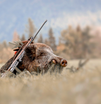 Slimības izplatība valstī nav vienmērīga, tādēļ dažādām teritorijām noteikti dažādi ierobežojumi un ne visos novados nomedīto mežacūku asiņu paraugi ir obligāti jānodod analīzēm. Kur tas ir jādara, ik nedēļu paziņo PVD.