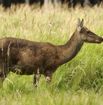 No decembra noteiktās teritorijās staltbriežu govis varēs medīt ar teļu medību atļaujām.
