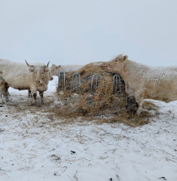 Šarolē šķirnes gaļas liellopi ir adaptējušies Latvijas dažkārt skarbajiem ziemas laika apstākļiem.