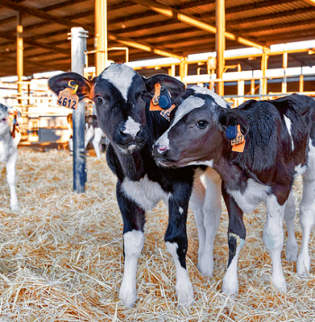 'SenseHub® Dairy Youngstock' krotālijas, kas izstādē saņēma vienu no sudraba medaļām..
