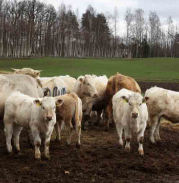 Liellopu ganāmpulks. Ilustratīvs attēls.