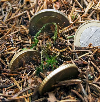 Gan "Sodra", gan pārējie Zviedrijas uzņēmumi pēdējo trīs gadu laikā, t. i. Krievijas uzsāktā kara laikā, turpinājuši iepirkt jaunas meža zemes platības no Latvijas uzņēmumiem un privātpersonām.